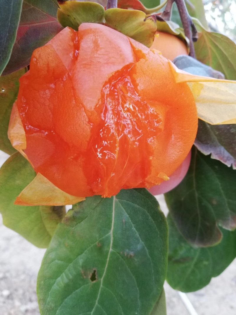 正中富平柿饼