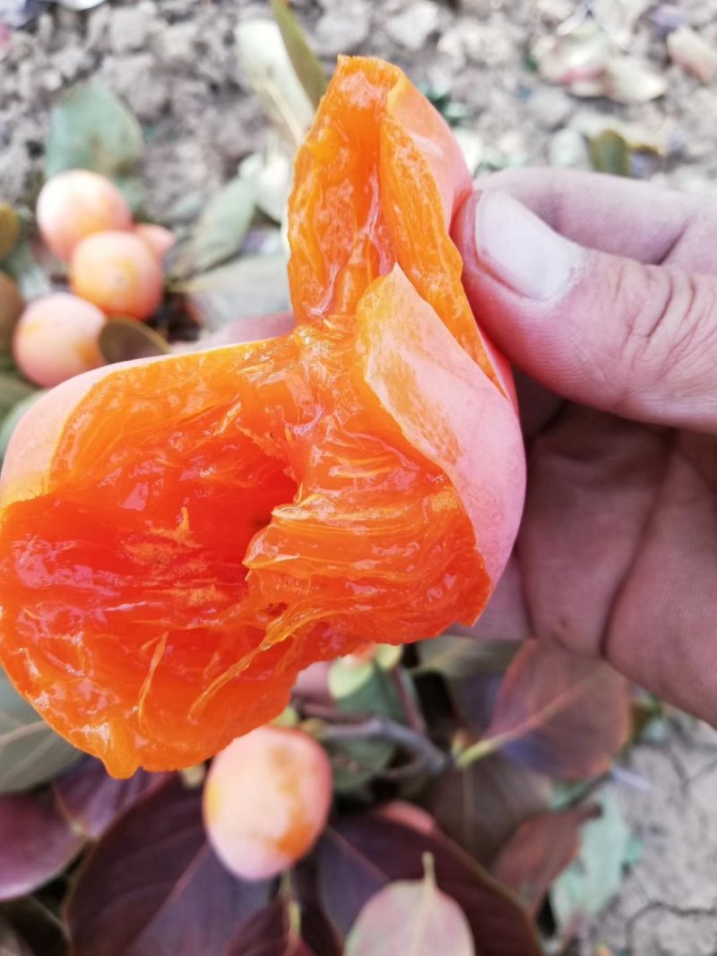 正中富平柿饼