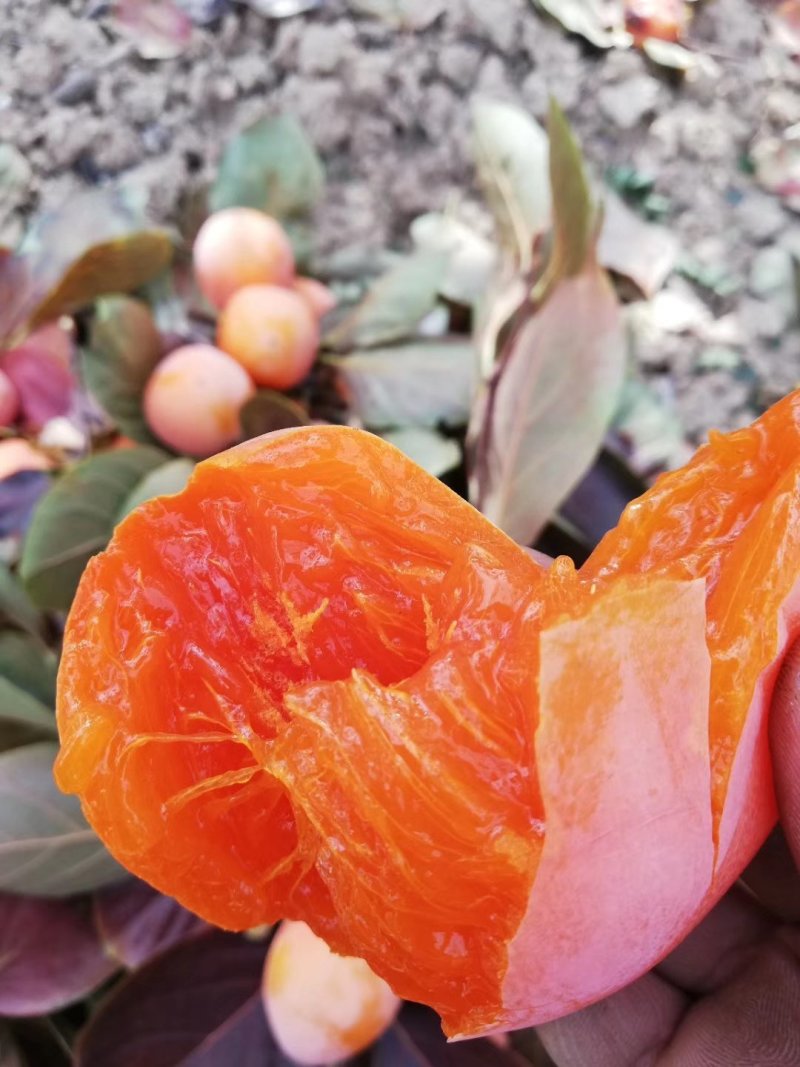 正中富平柿饼