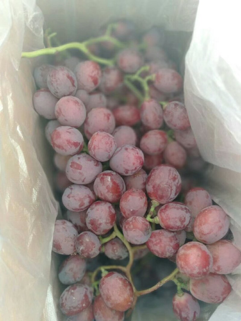 新鲜葡萄