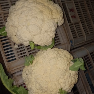 大量有机菜花上市价格便宜有要的客户联系我