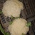 大量有机菜花上市价格便宜有要的客户联系我