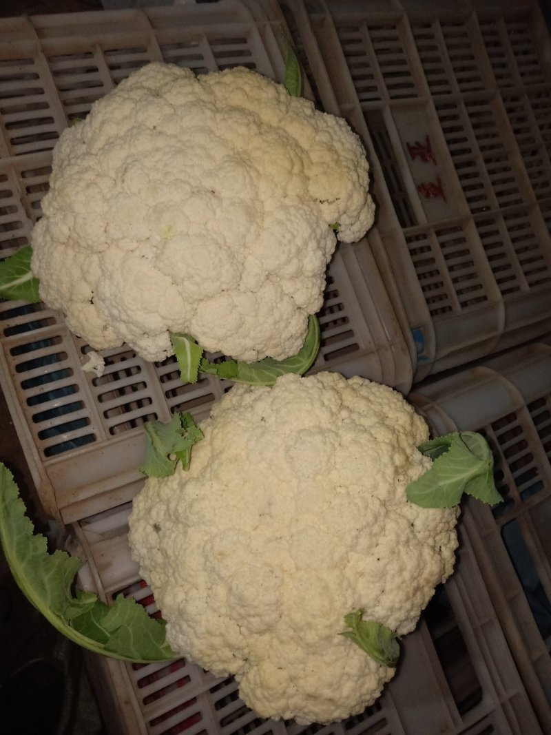 大量有机菜花上市价格便宜有要的客户联系我