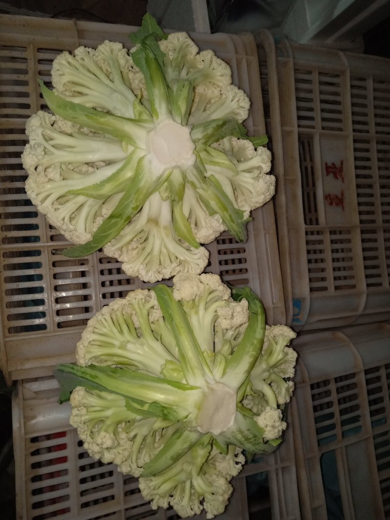 大量有机菜花上市价格便宜有要的客户联系我