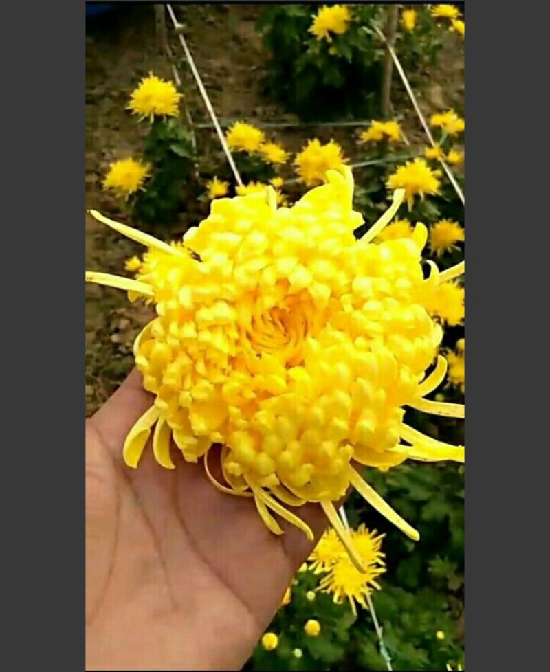 金丝皇菊茶