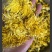 金丝皇菊茶