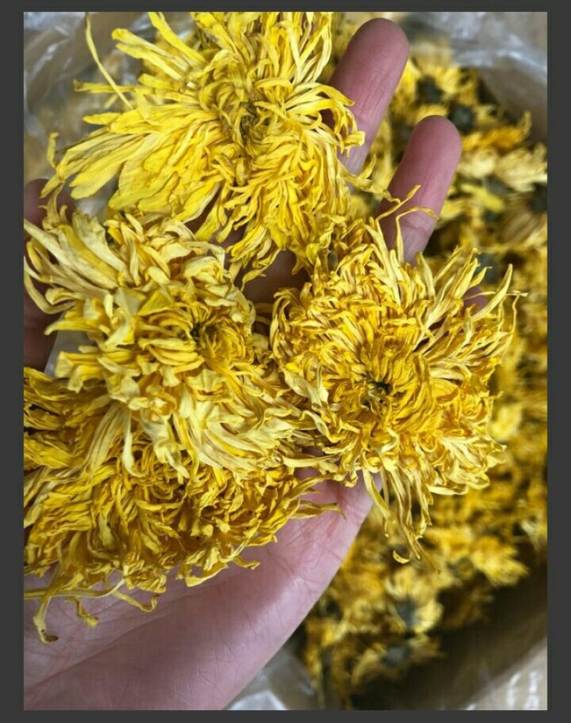 金丝皇菊茶