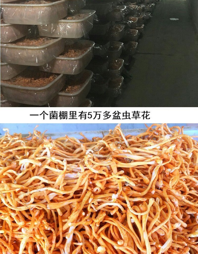 新鲜虫草花干货蛹虫草北虫草金虫草产地菌菇煲汤泡酒泡茶