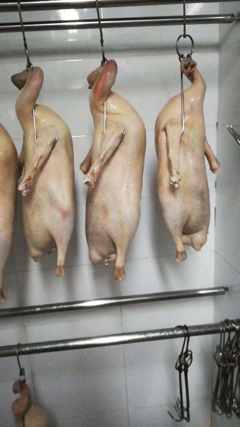 鲜白条黑棕鹅---鲜白条白鹅