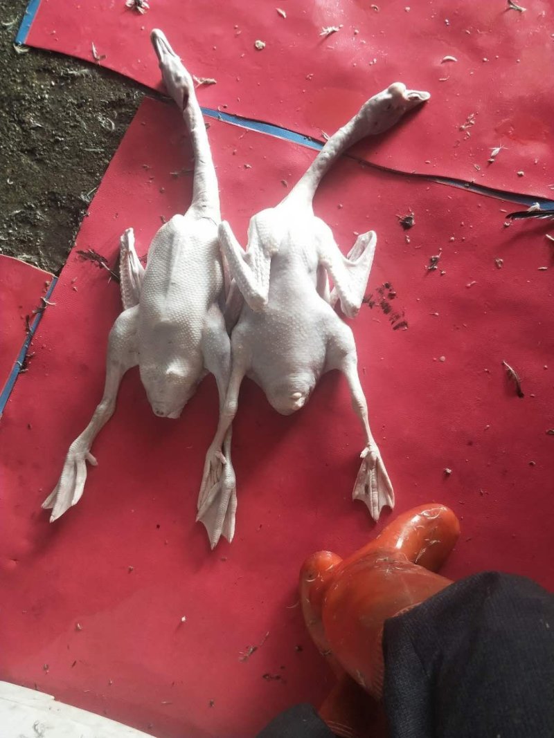鲜白条黑棕鹅---鲜白条白鹅