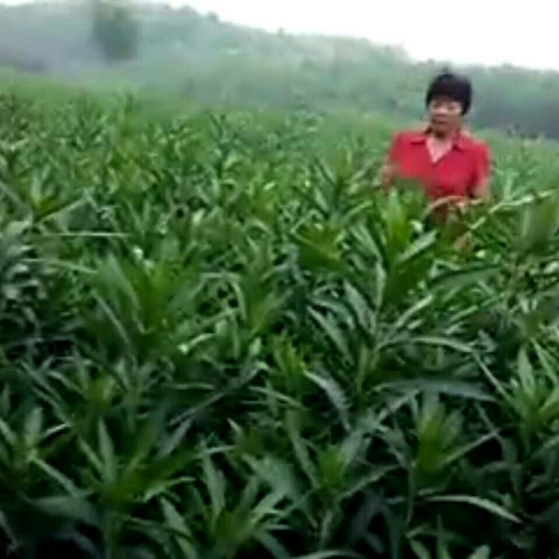 夹竹桃