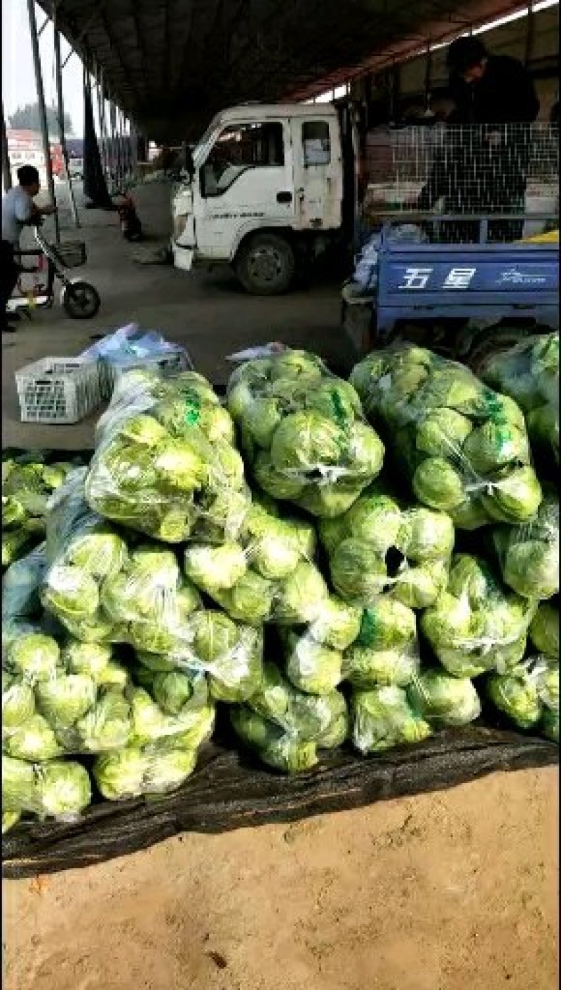 【甘蓝】河北精品甘蓝大量上市有大型冷库诚信经营