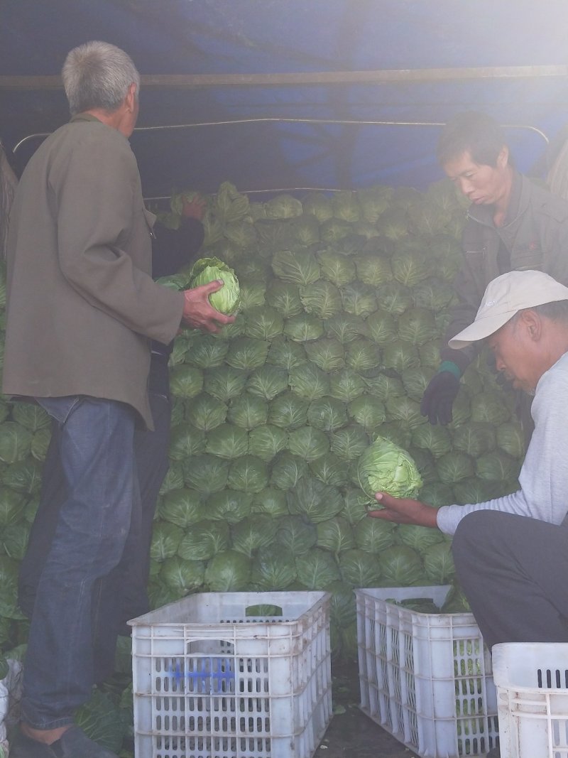 【甘蓝】河北精品甘蓝大量上市有大型冷库诚信经营