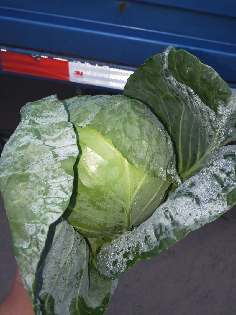 【甘蓝】河北精品甘蓝大量上市有大型冷库诚信经营