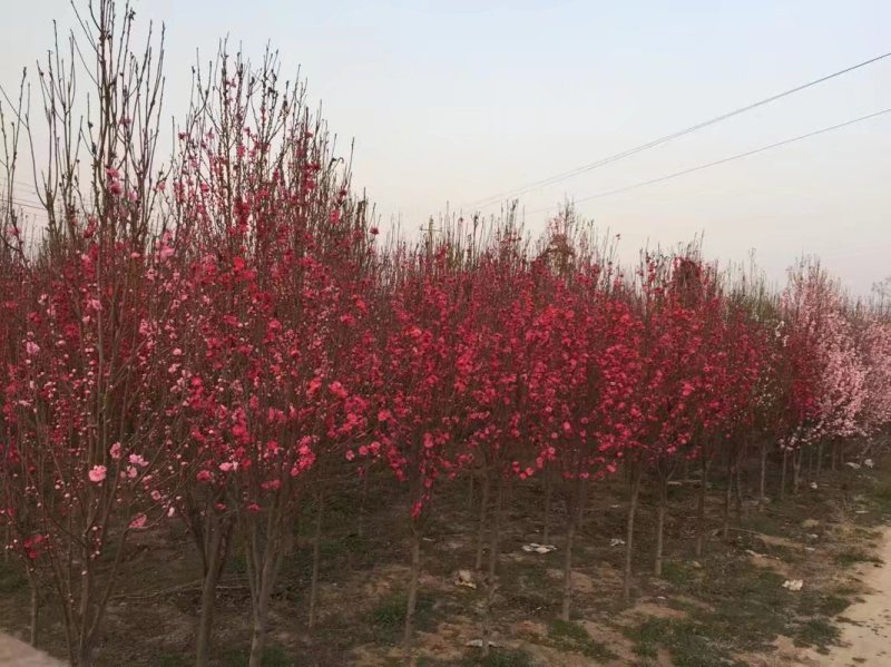 龙柱碧桃量大要的联系