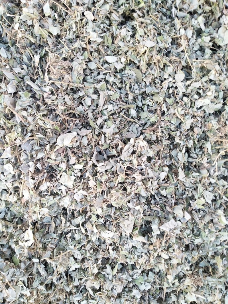 金钱草
