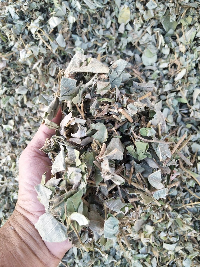 金钱草