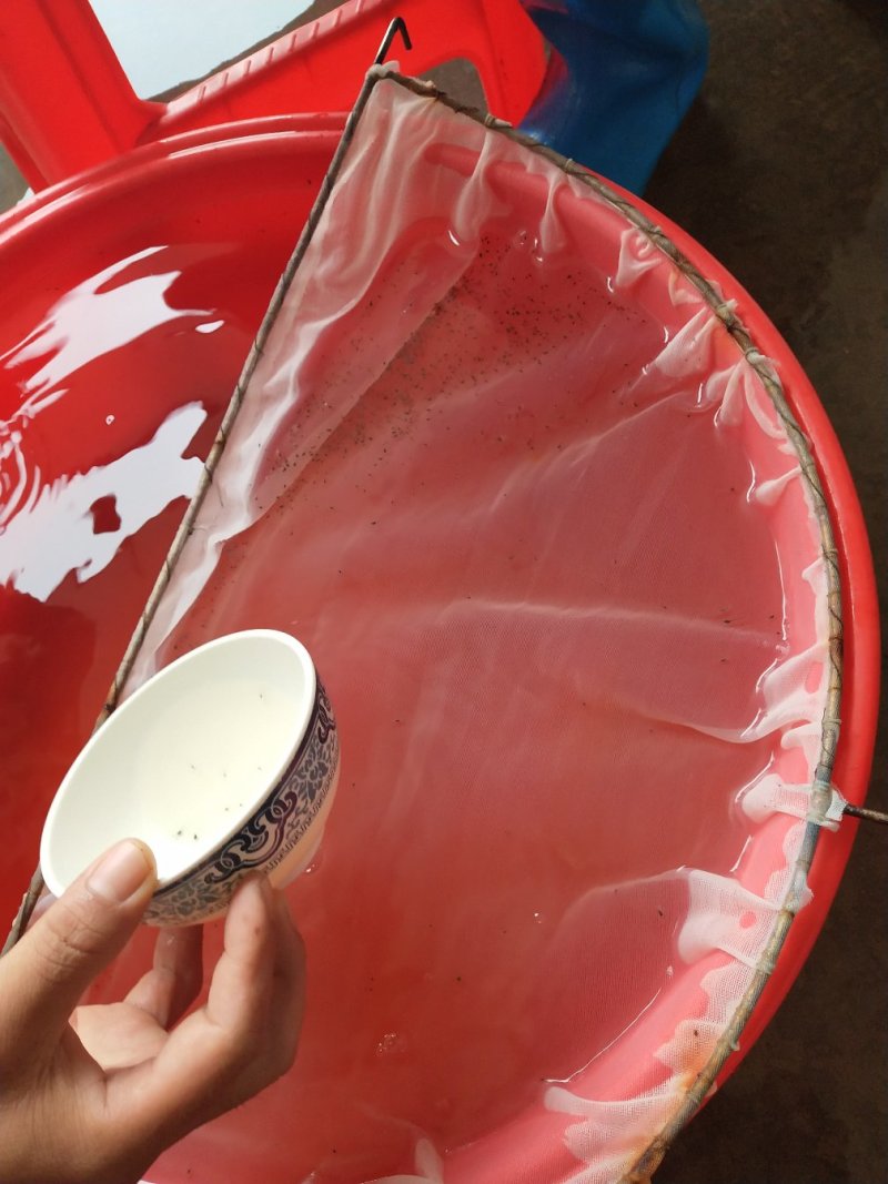 对虾