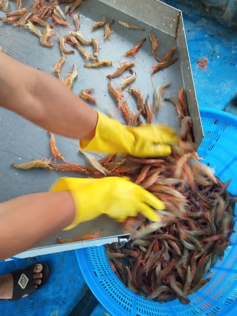 对虾