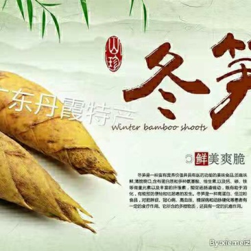 粤北野生深山冬笋