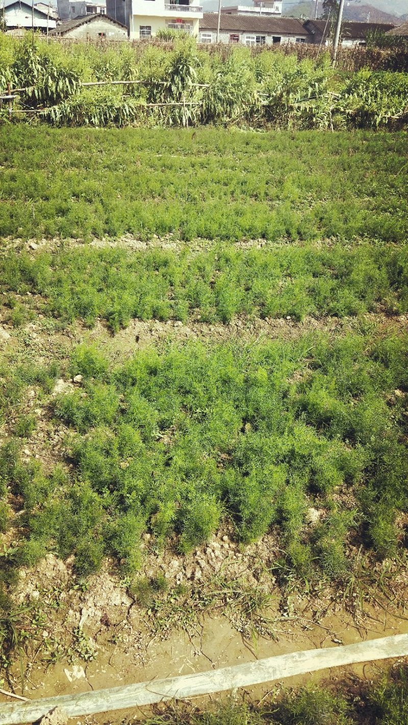 良种天冬药苗