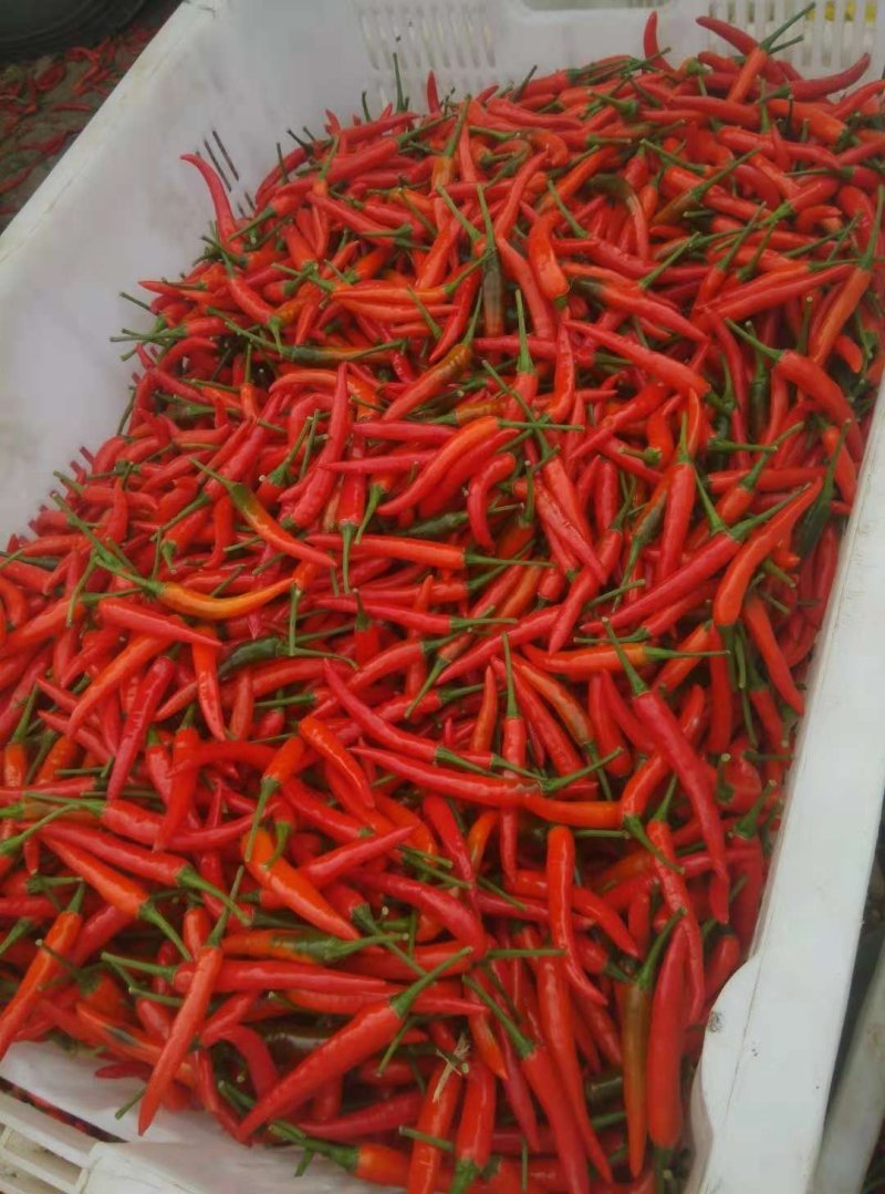 新鲜辣椒
