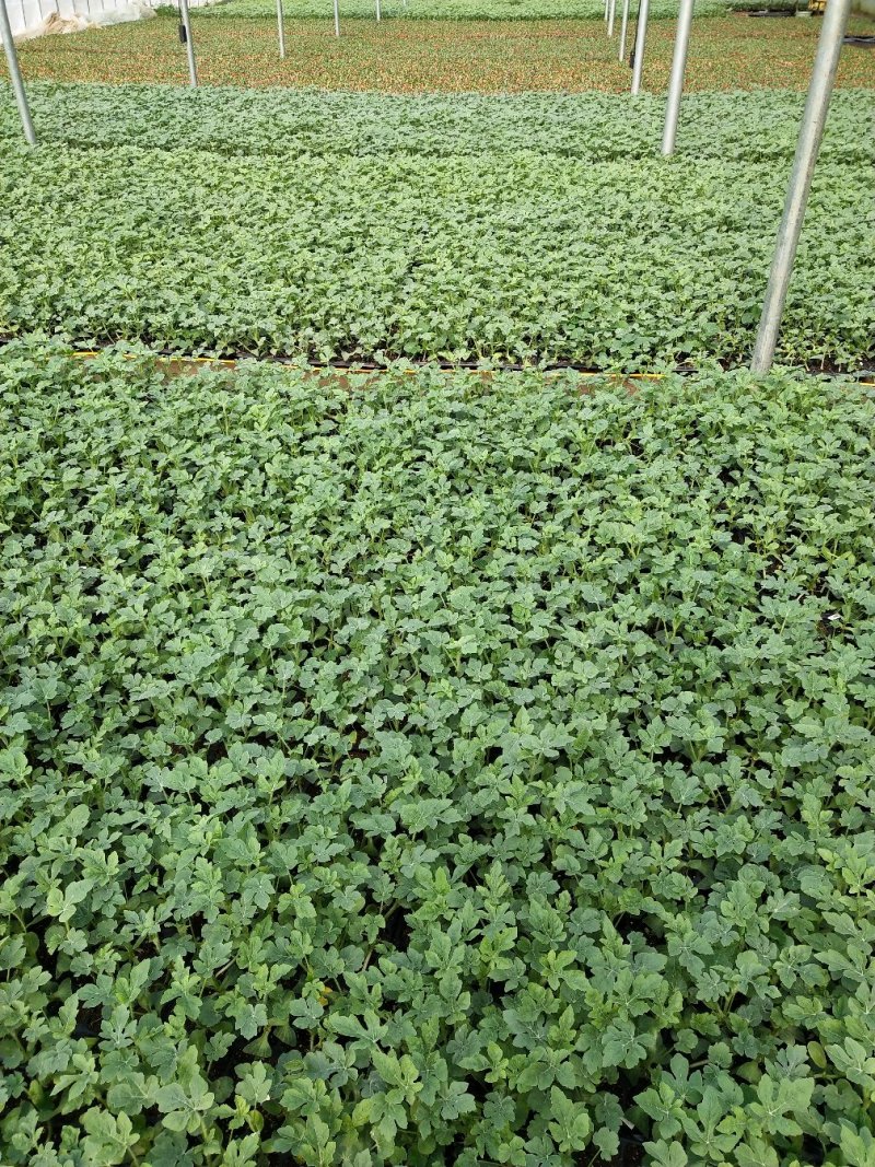 抗裂美都抗水晶美都提前预定准时发货