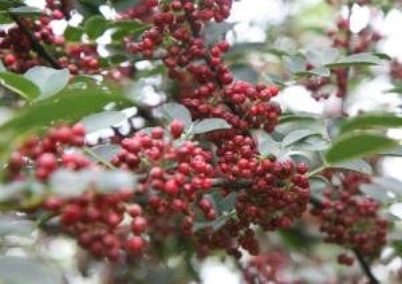 富平优质花椒