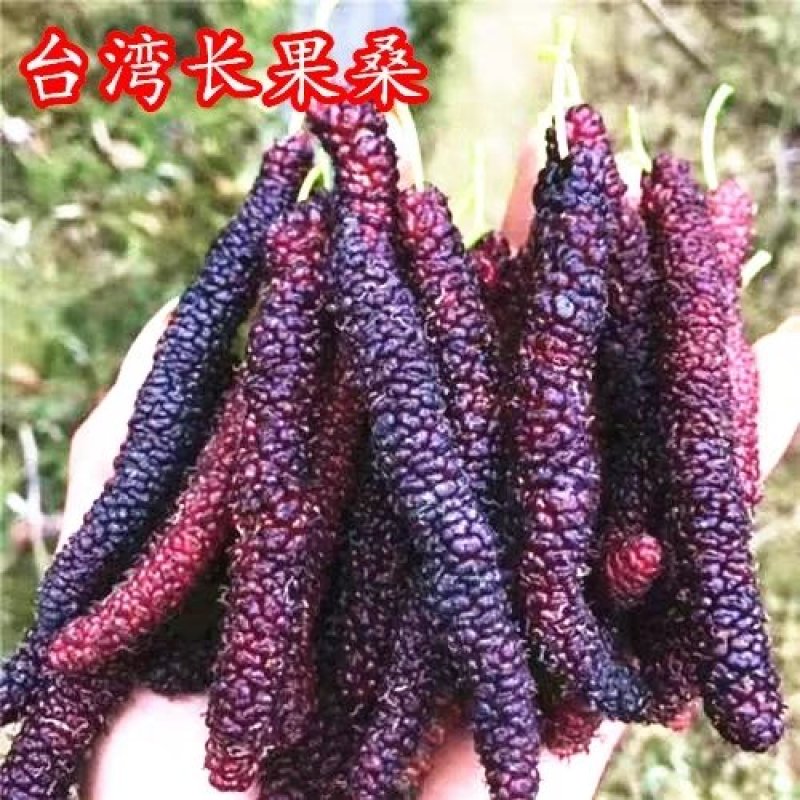 桑椹苗