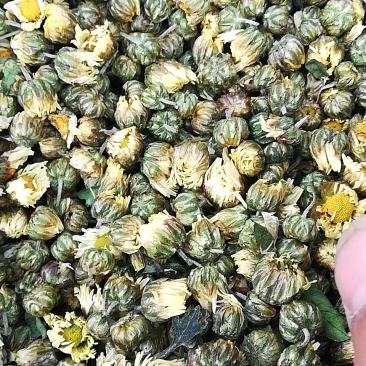 苏北菊胎菊王