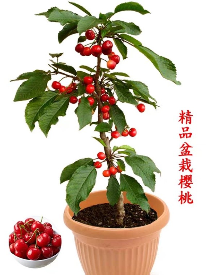 车厘子樱桃树苗