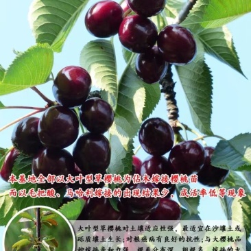 车厘子樱桃树苗