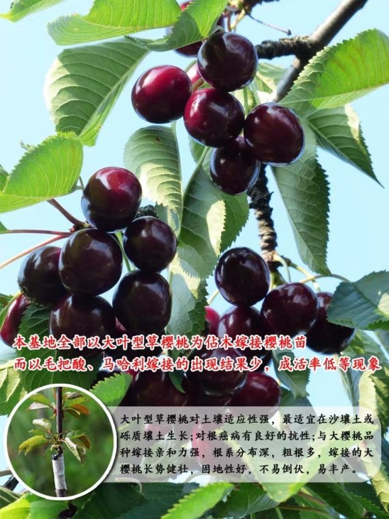 车厘子樱桃树苗