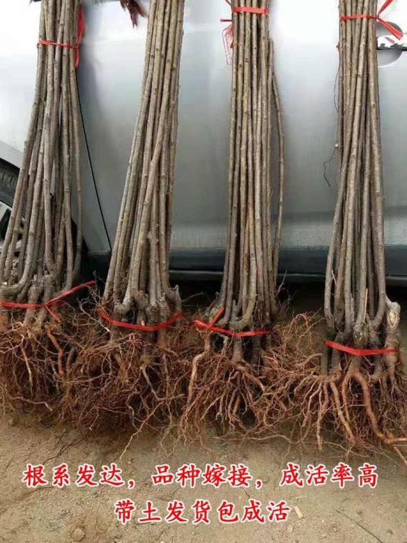 车厘子樱桃树苗