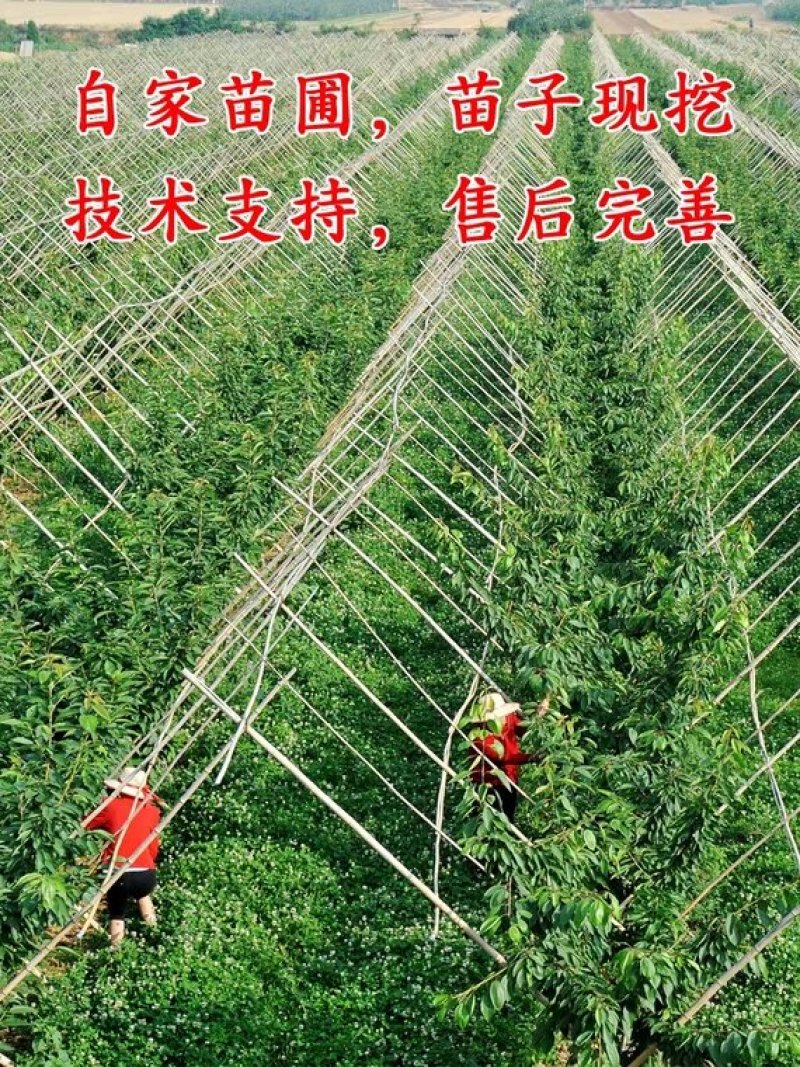 车厘子樱桃树苗