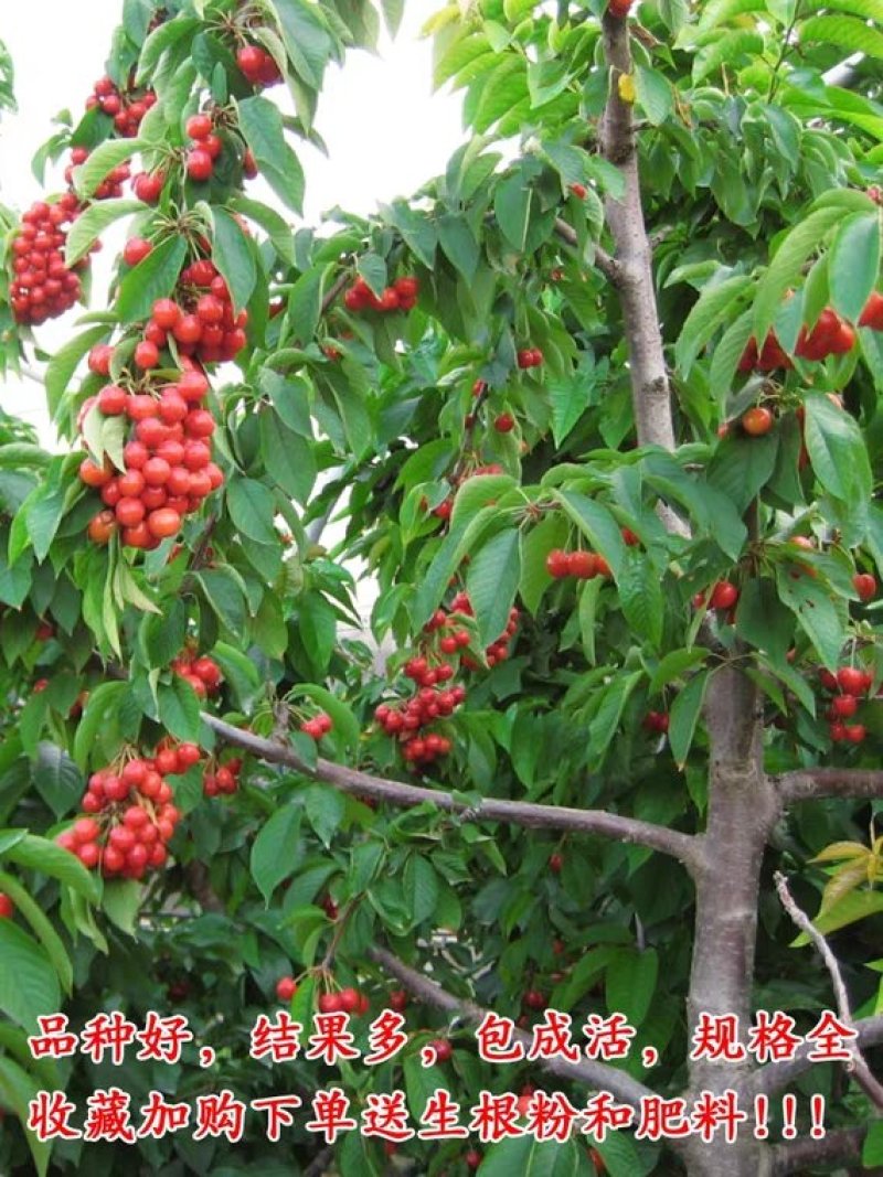 车厘子樱桃树苗