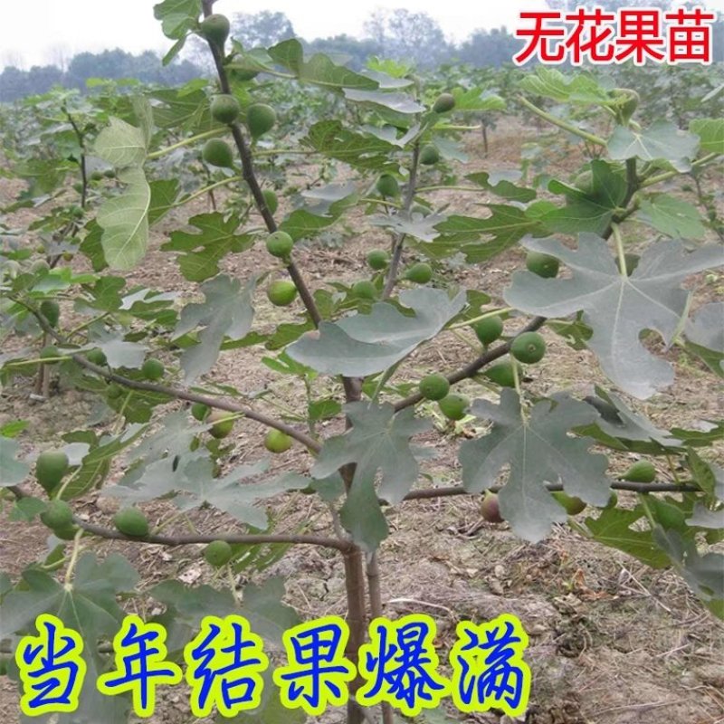 无花果苗