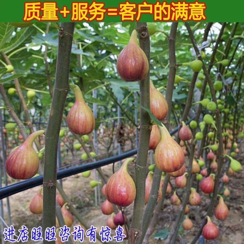 无花果苗