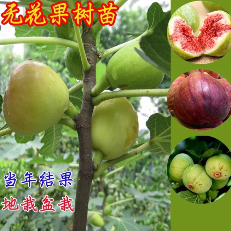 无花果苗