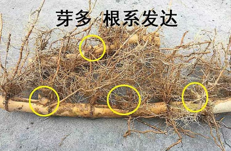 大型楠竹竹子苗楠竹苗食用竹笋苗庭院围墙种植毛竹苗竹鞭种植