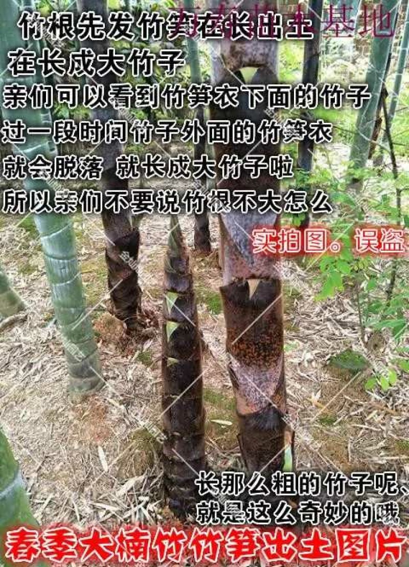 大型楠竹竹子苗楠竹苗食用竹笋苗庭院围墙种植毛竹苗竹鞭种植