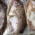 臭鳜鱼