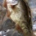 臭鳜鱼