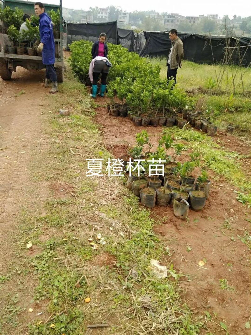 夏橙地苗，包正宗假一赔十，杯苗提供免费种植技术