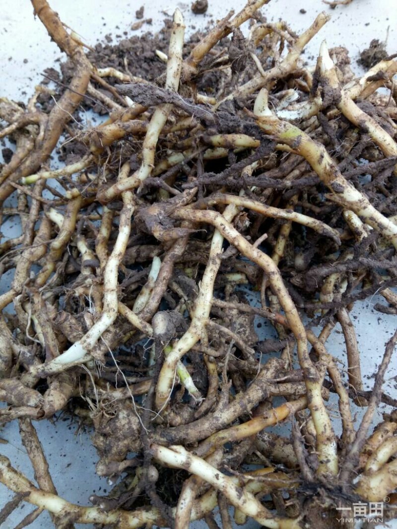 白阳荷种根，