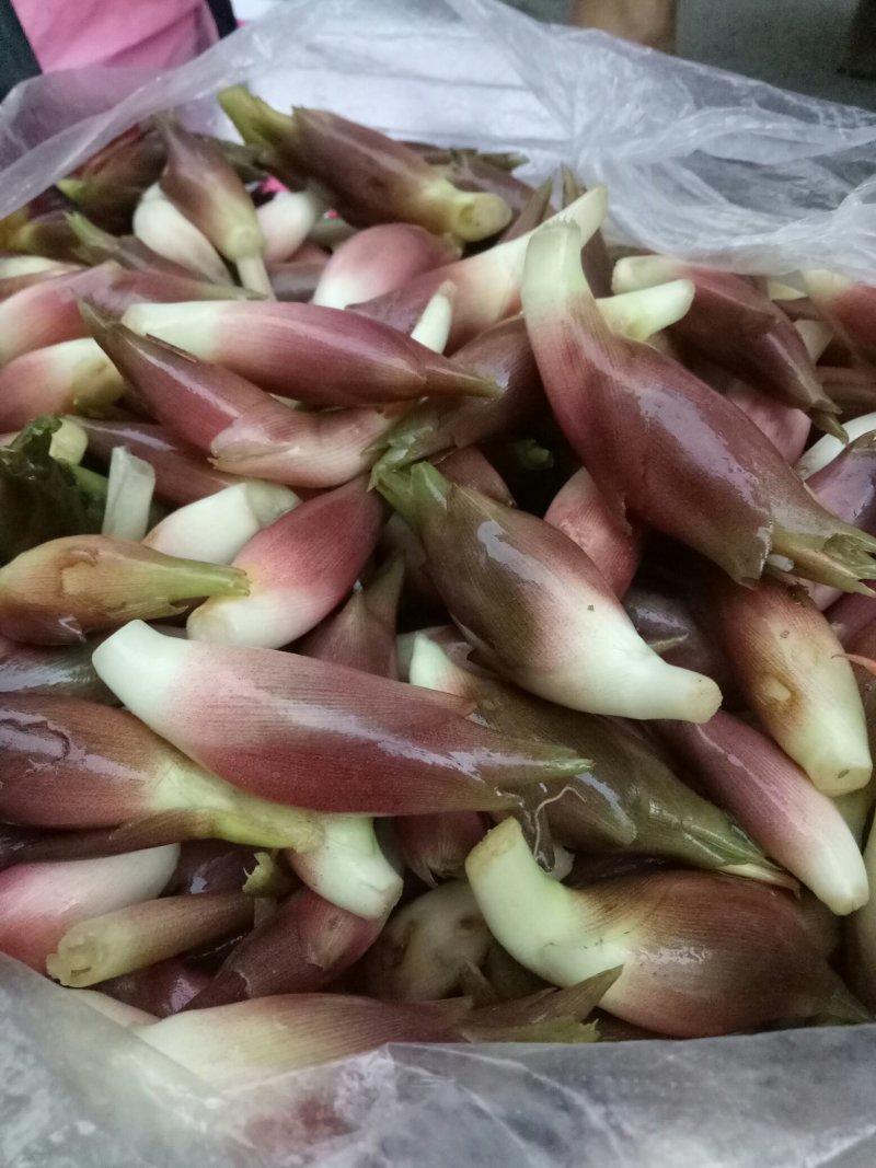 白阳荷种根，