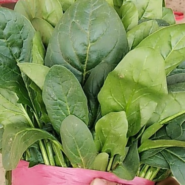 精品大叶菠菜支持各种包装