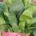 精品大叶菠菜支持各种包装