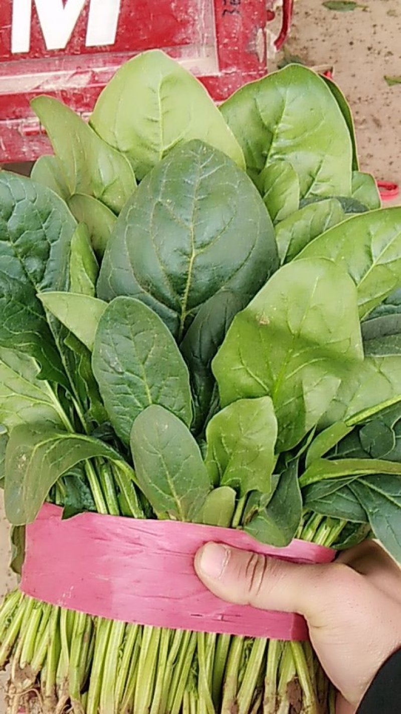 精品大叶菠菜支持各种包装