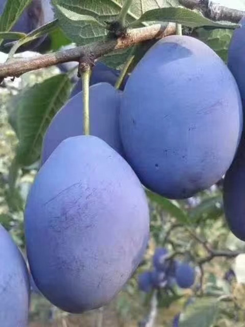西梅李子苗，法兰西梅李子苗，2年苗，根系发达抗病力强